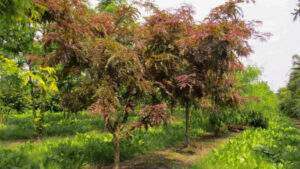 10 Different Types of Honeylocust Tree - Treebanyan.com