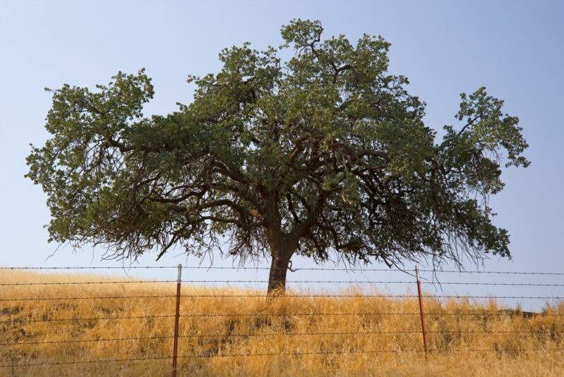 Pin Oak