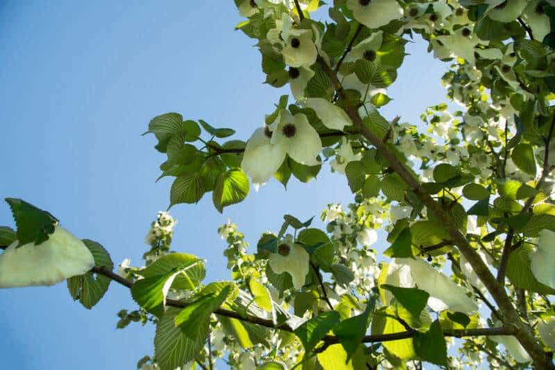 Ghost Dogwood