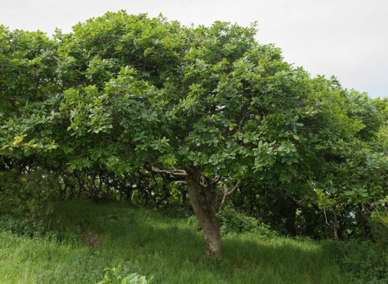 Sessile Oak