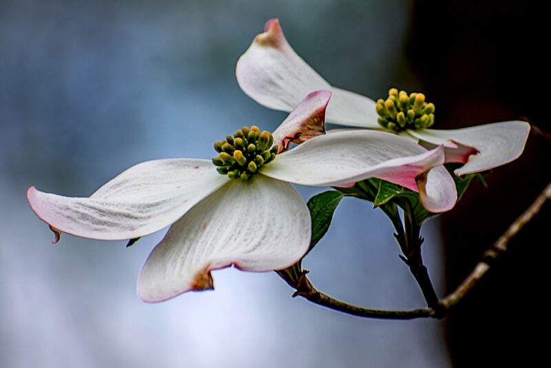 dogwood