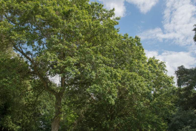 Shingle Oak