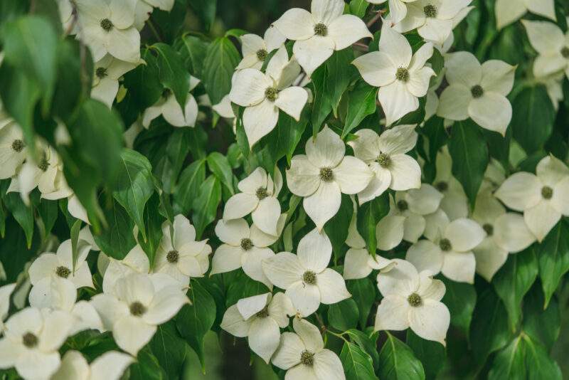 dogwood
