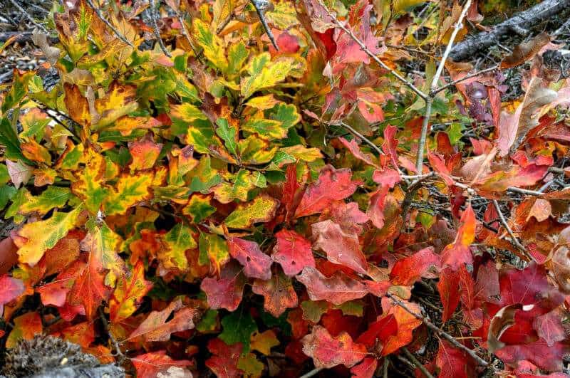 Blackjack Oak wood