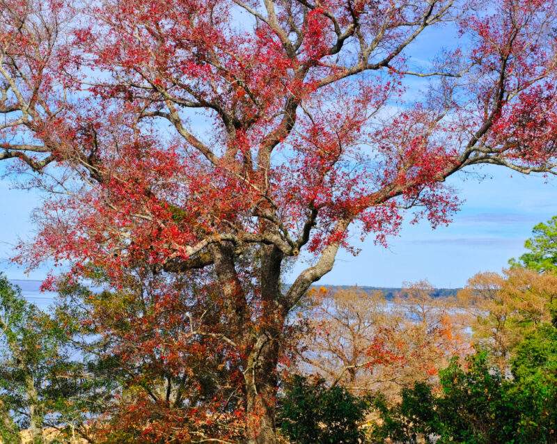 Southern Red Oak