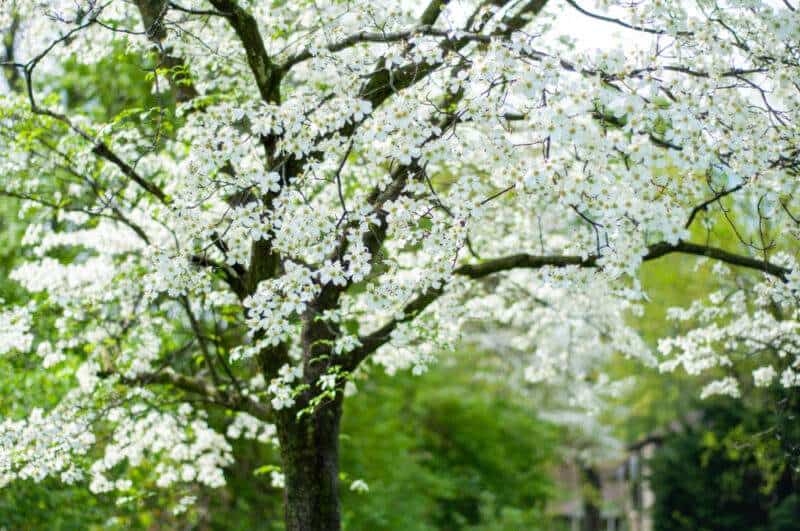 Dogwood