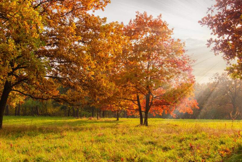 Northern Red Oak