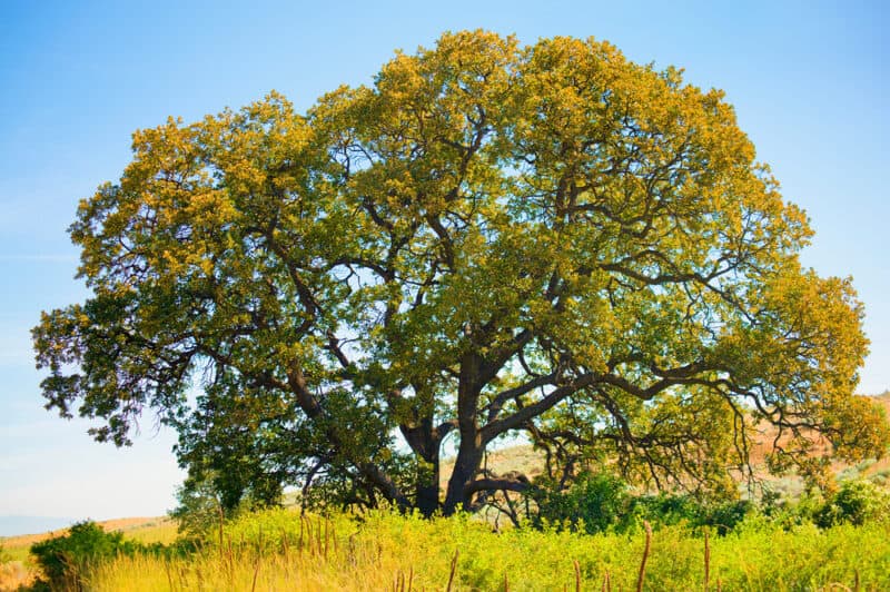 White Oak Tree