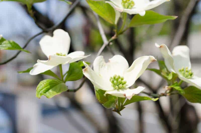 Dogwood
