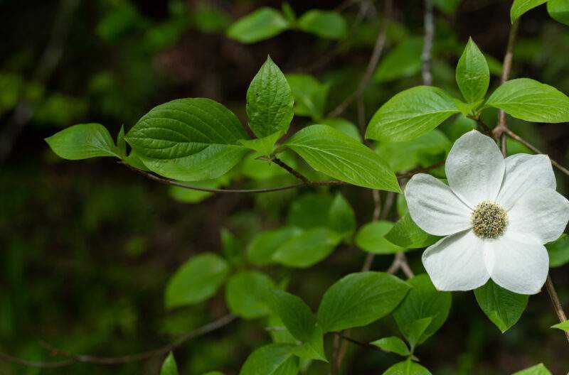 20 Different Types of Dogwood Trees