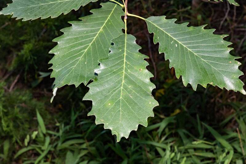 Chinkapin Oak