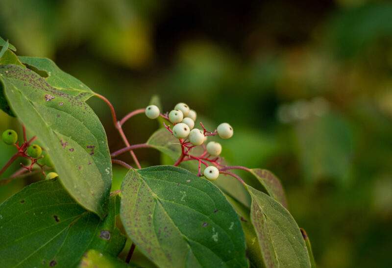 20 Different Types of Dogwood Trees