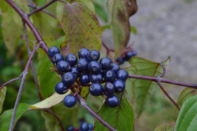 Dogwood
