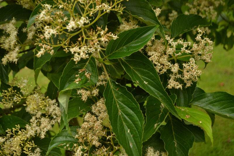 Dogwood