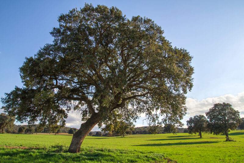 Evergreen Oak
