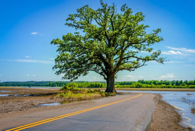 Bur Oak