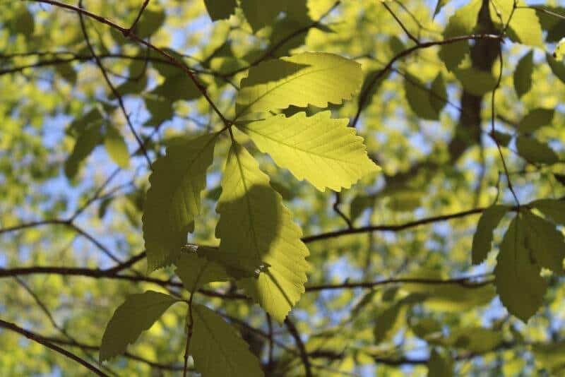 Chestnut Oak
