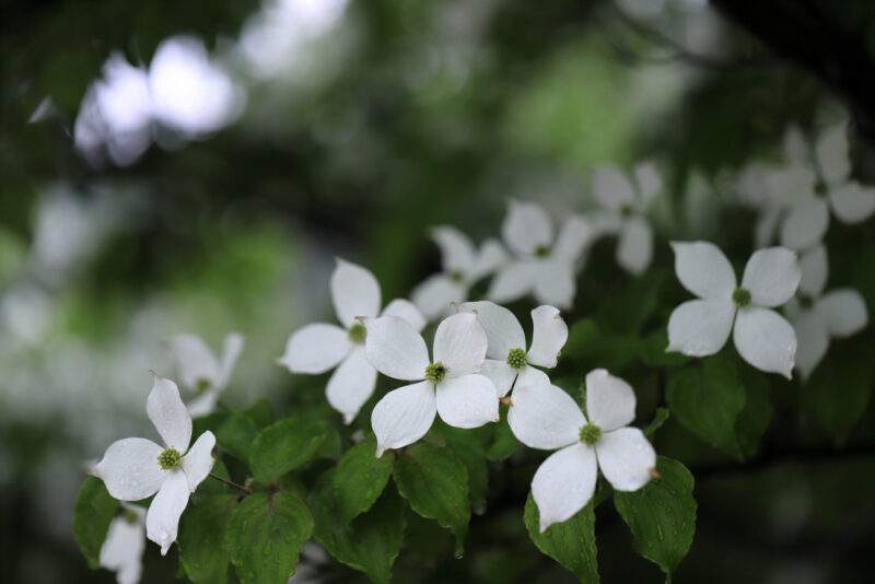Dogwood