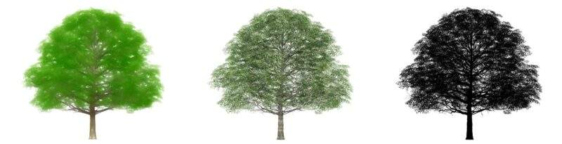 Cherrybark Oak