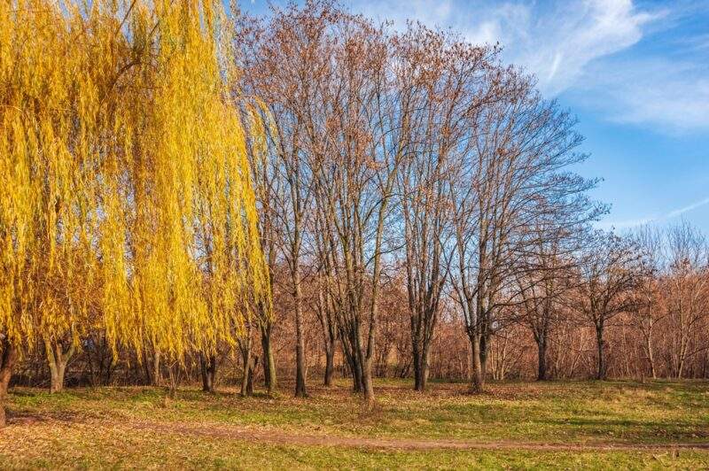 Willow Oak