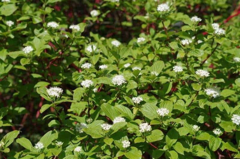 Dogwood