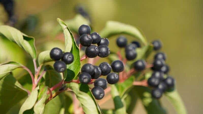 Dogwood