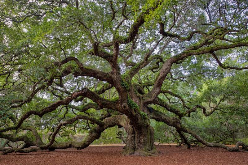 Southern Live Oak