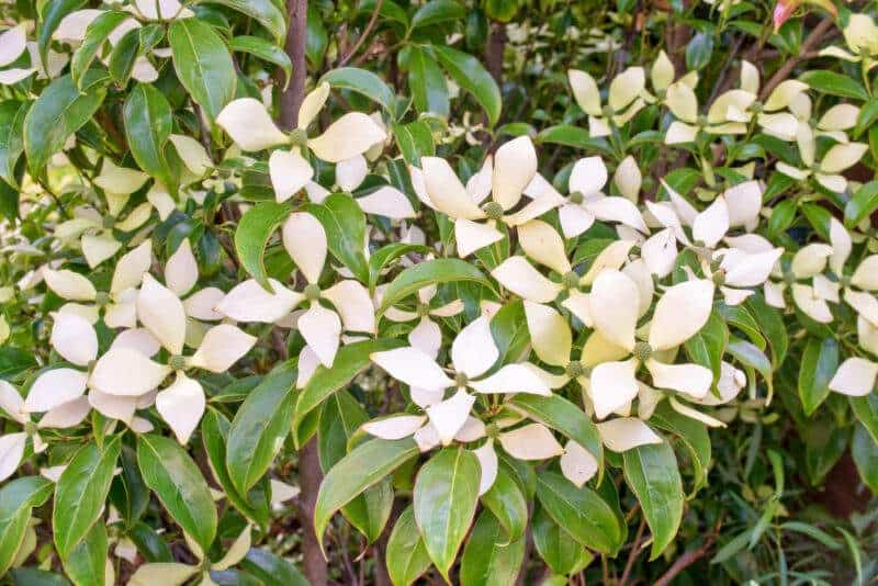 20 Different Types of Dogwood Trees