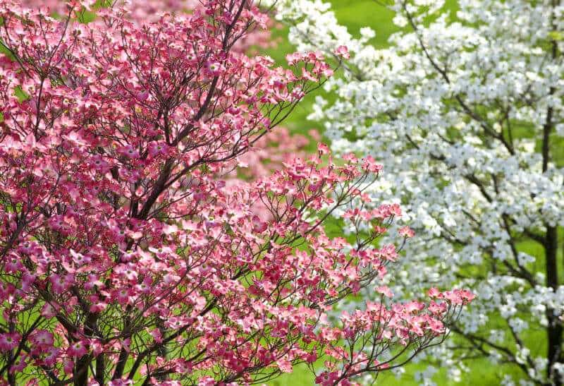 Helmsley’s Dogwood
