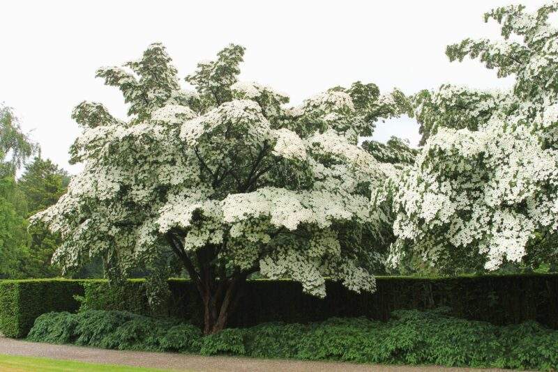 Dogwood