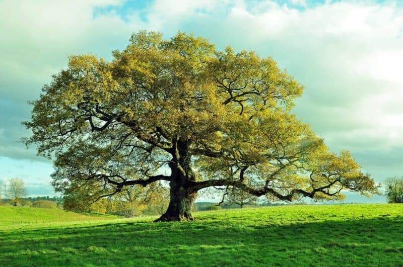 Oak