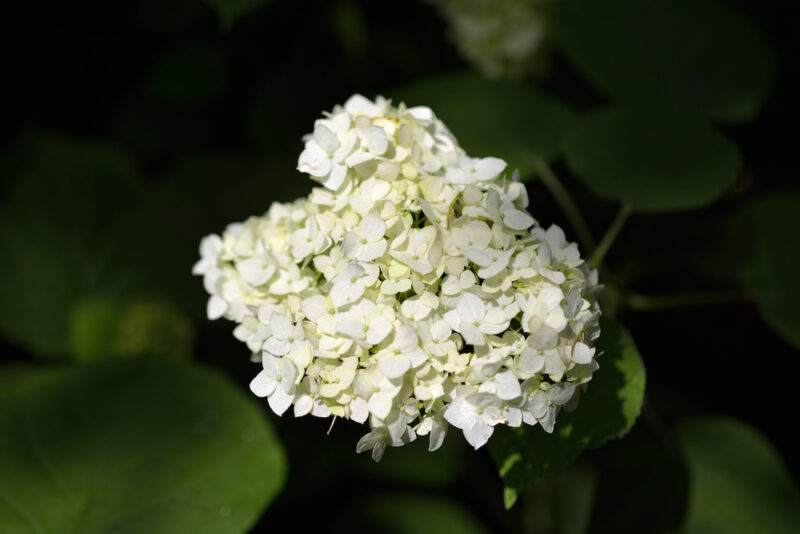 Round-leaf Dogwood